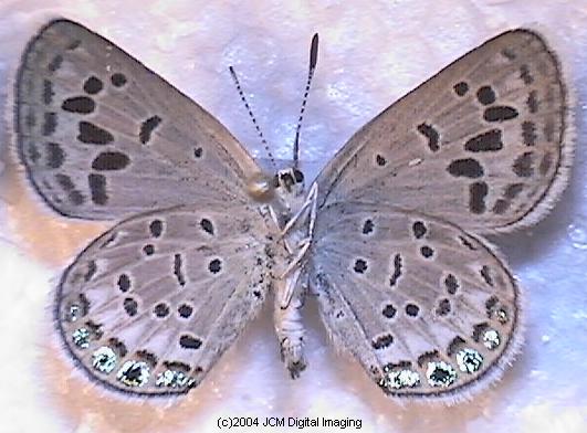 Plebejus emigdionis (San Emigdio Blue Butterfly) image