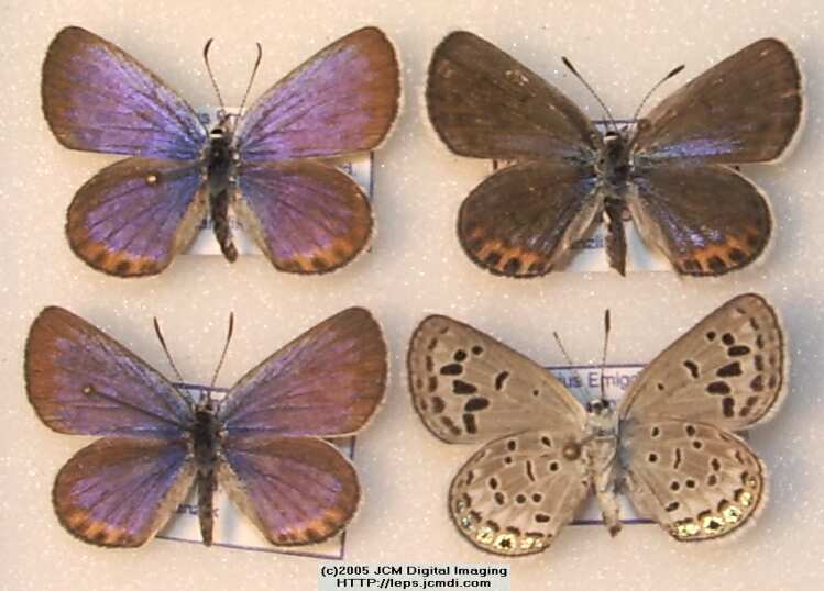Plebejus emigdionis (San Emigdio Blue Butterfly) image