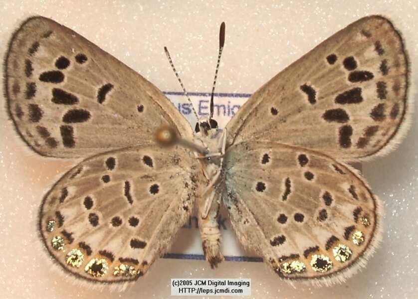 Plebejus emigdionis (San Emigdio Blue Butterfly) image