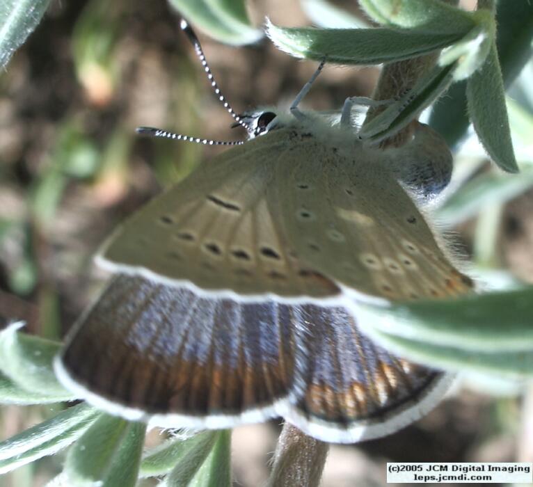 Plebejus icarioides evius (Evius Blue Butterfly)