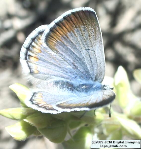 Plebejus icarioides evius (Evius Blue Butterfly)