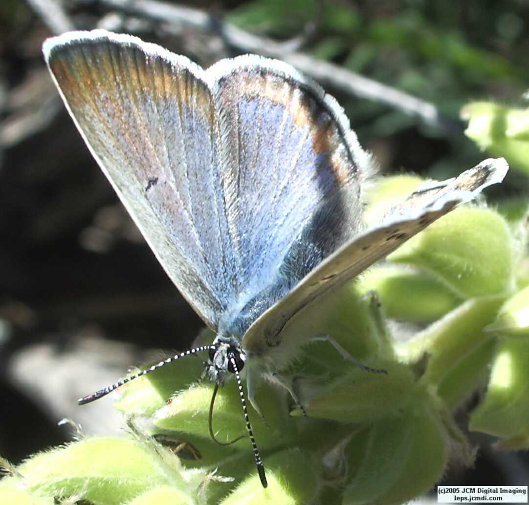 Plebejus icarioides evius (Evius Blue Butterfly)