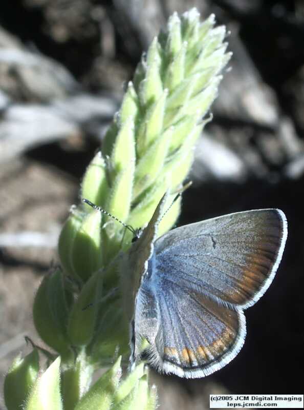 Plebejus icarioides evius (Evius Blue Butterfly)