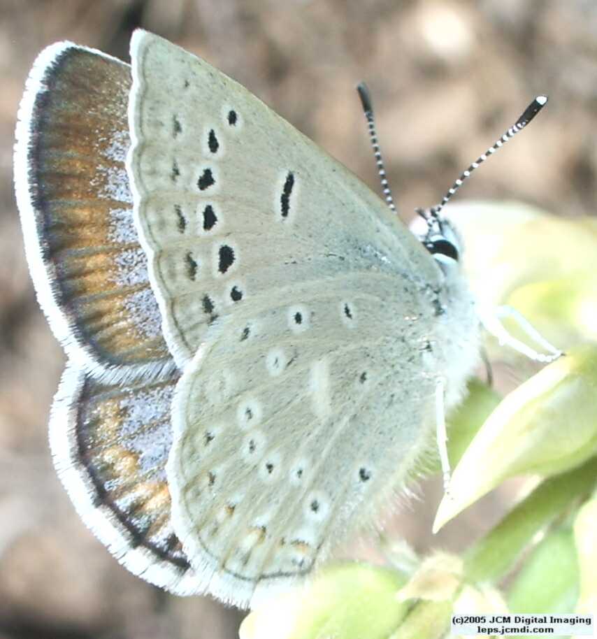 Plebejus icarioides evius (Evius Blue Butterfly)