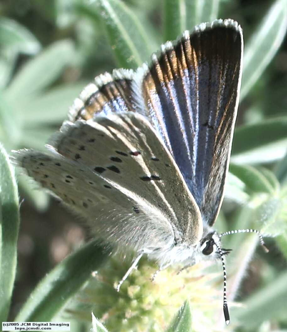 Plebejus icarioides evius (Evius Blue Butterfly)