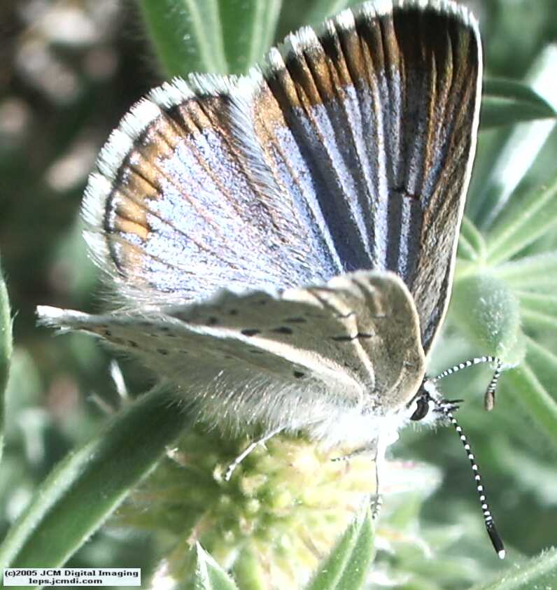 Plebejus icarioides evius (Evius Blue Butterfly)