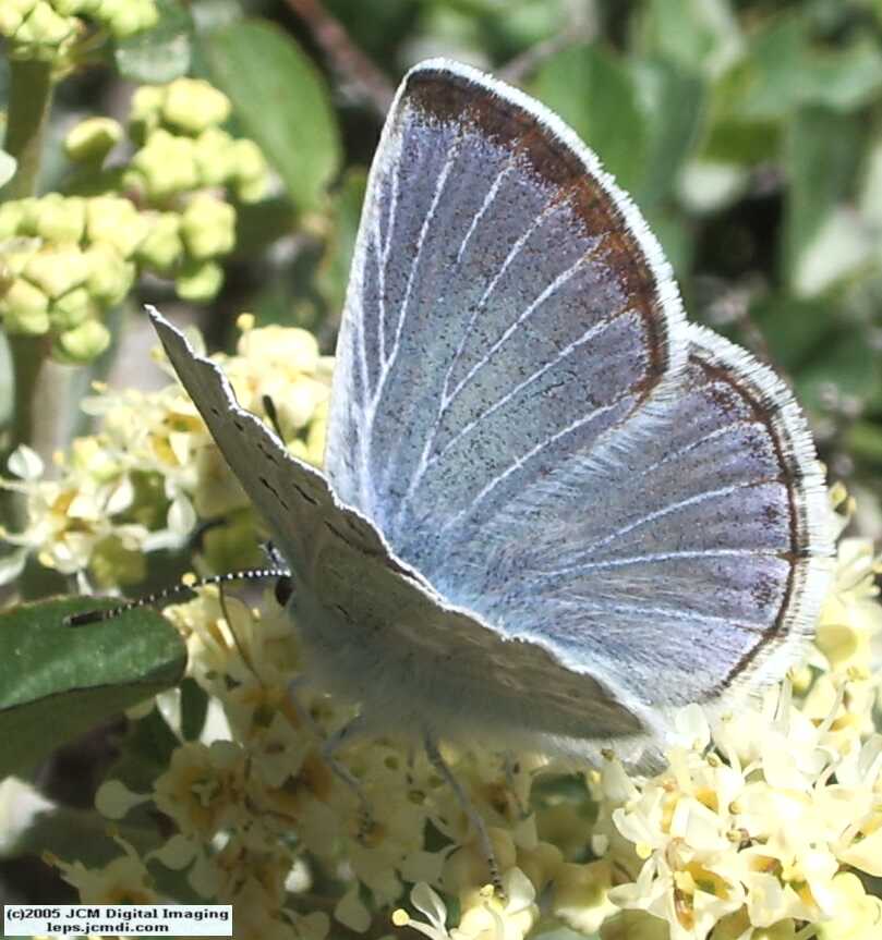 Plebejus icarioides evius (Evius Blue Butterfly)