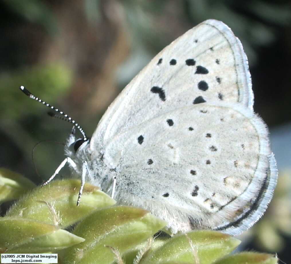 Plebejus icarioides evius (Evius Blue Butterfly)