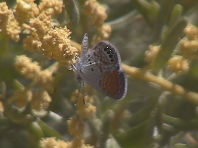 Brephidium exile (Western Pigmy Blue) images