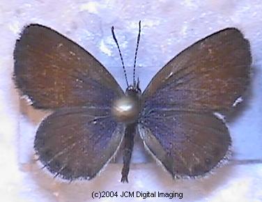 Brephidium exile (Western Pigmy Blue) images