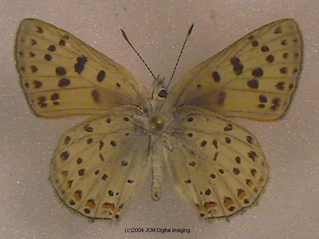 Lycaena gorgon (Gorgon Copper) images