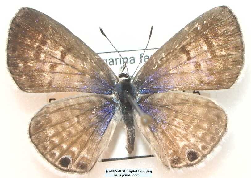 Leptotes marina (Marine Blue Butterfly images)