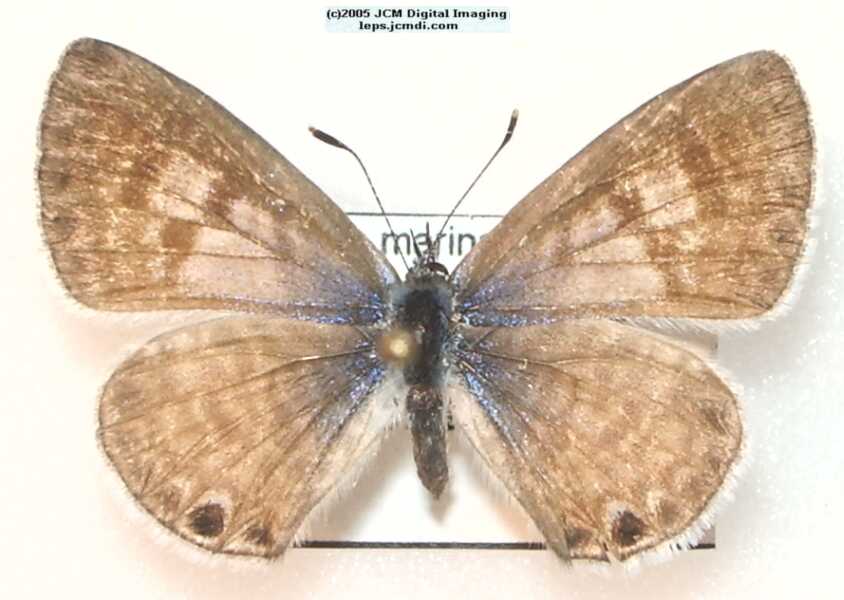 Leptotes marina (Marine Blue Butterfly images)