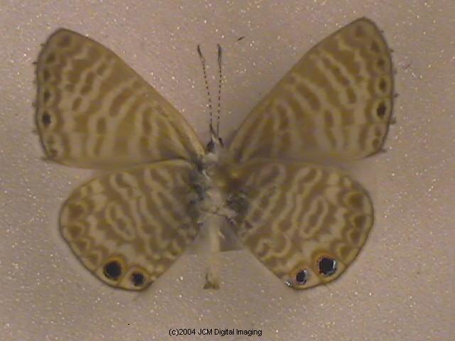 Leptotes marina (Marine Blue Butterfly images)