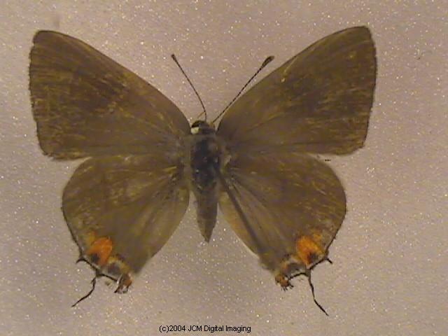 Strymon melinus pudica (Common Hairstreak) images