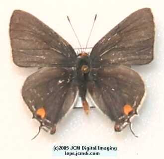 Strymon melinus pudica (Common Hairstreak) images