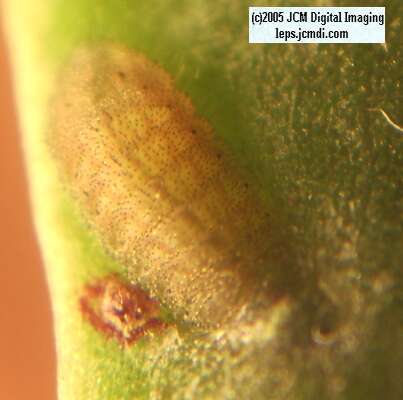 Philotes sonorensis (Sonoran Blue) life cycle images from jcmdi.com