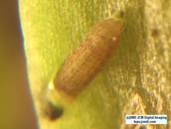 Philotes sonorensis (Sonoran Blue) life cycle images from jcmdi.com