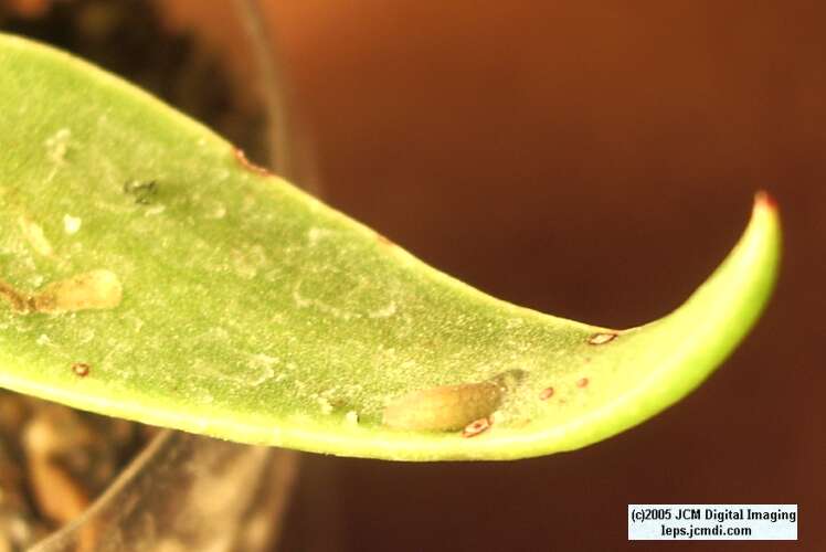Philotes sonorensis (Sonoran Blue) life cycle images from jcmdi.com