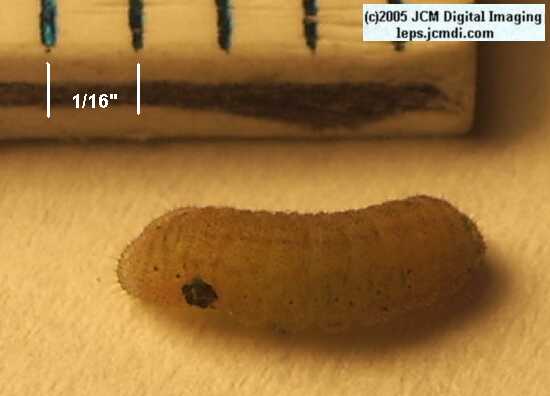 Philotes sonorensis (Sonoran Blue) life cycle images from jcmdi.com