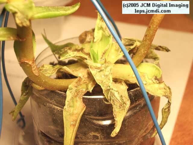 Philotes sonorensis (Sonoran Blue) life cycle images from jcmdi.com