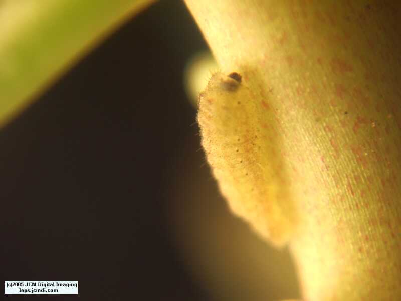 Philotes sonorensis (Sonoran Blue) life cycle images from jcmdi.com