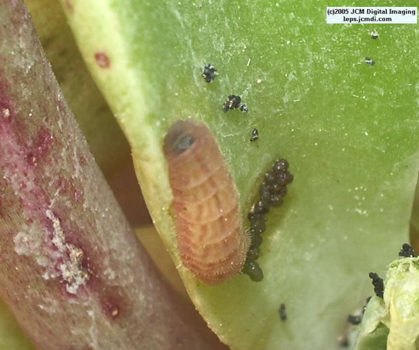 Philotes sonorensis (Sonoran Blue) life cycle images from jcmdi.com