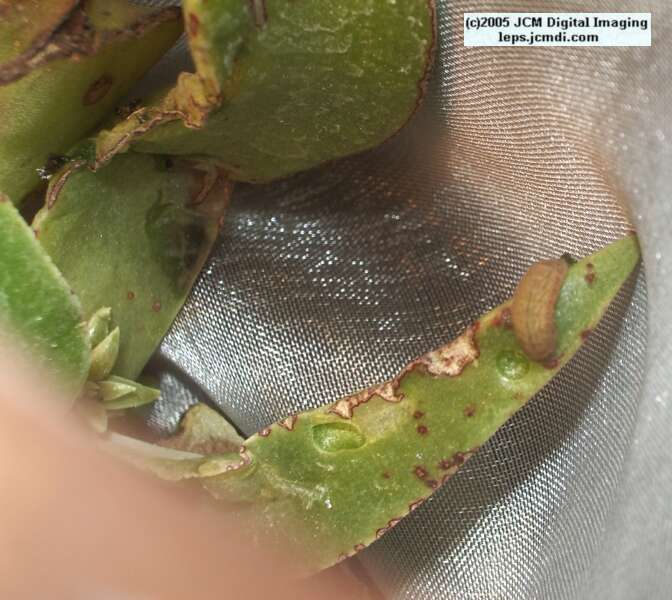 Philotes sonorensis (Sonoran Blue) life cycle images from jcmdi.com