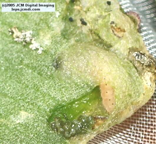 Philotes sonorensis (Sonoran Blue) life cycle images from jcmdi.com