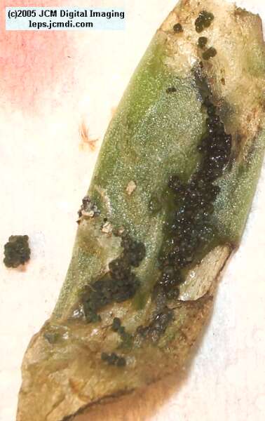 Philotes sonorensis (Sonoran Blue) life cycle images from jcmdi.com