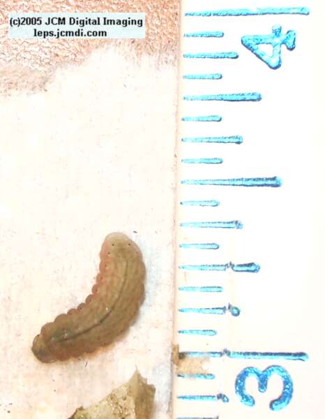 Philotes sonorensis (Sonoran Blue) life cycle images from jcmdi.com