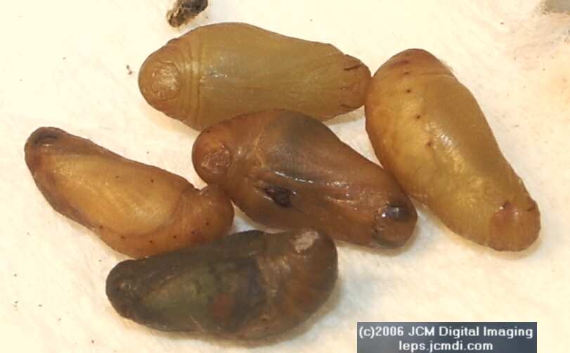 Philotes sonorensis (Sonoran Blue) life cycle images from jcmdi.com