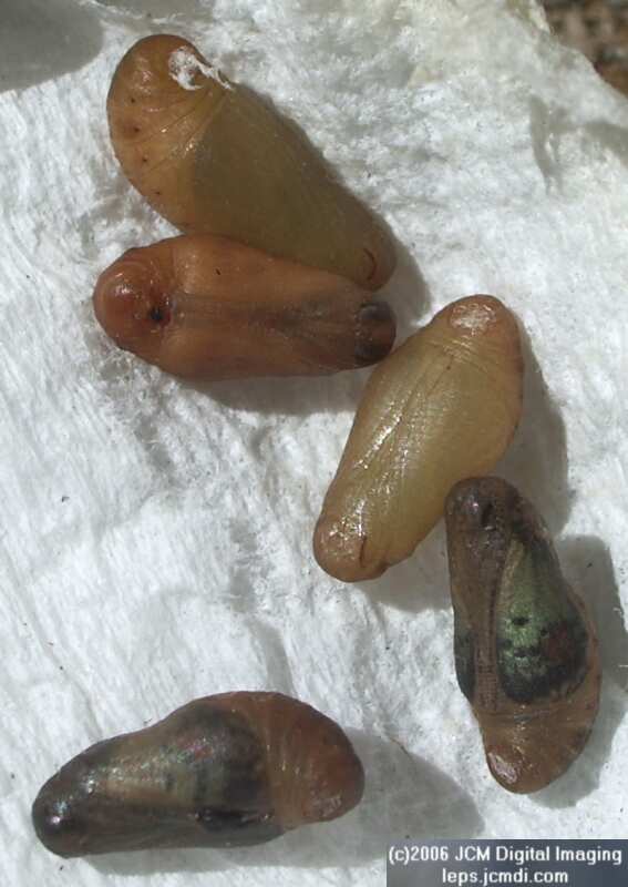 Philotes sonorensis (Sonoran Blue) life cycle images from jcmdi.com