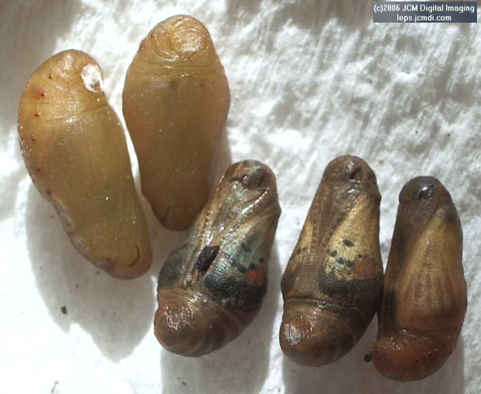 Philotes sonorensis (Sonoran Blue) life cycle images from jcmdi.com