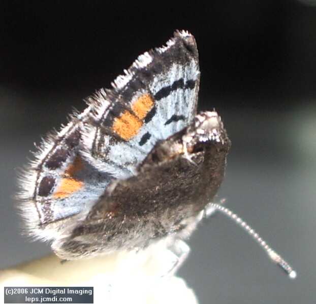 Philotes sonorensis (Sonoran Blue) butterfly life cycle image