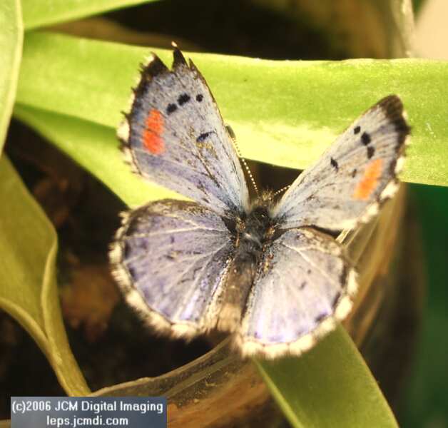 Philotes sonorensis (Sonoran Blue) butterfly life cycle image