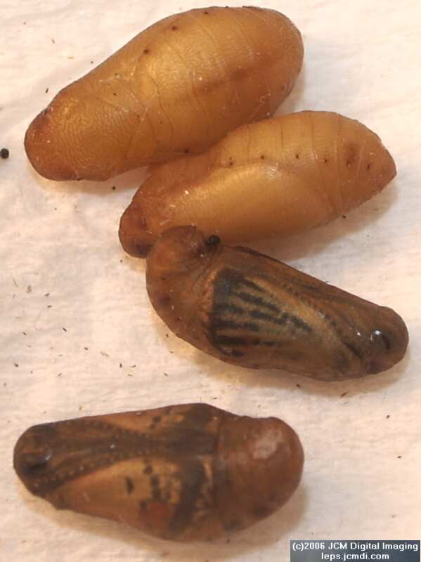 Philotes sonorensis (Sonoran Blue) life cycle images from jcmdi.com