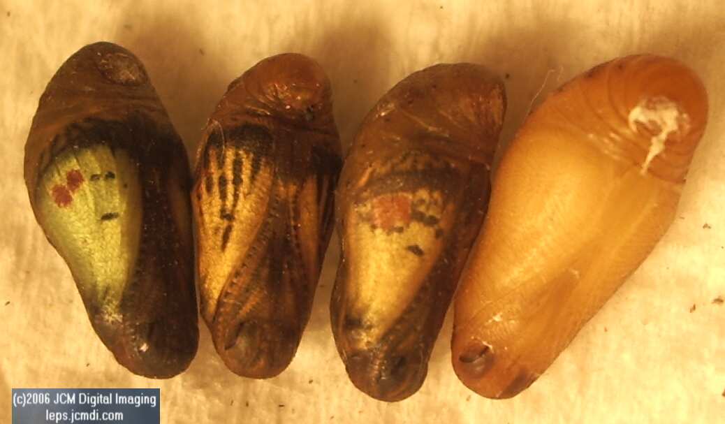Philotes sonorensis (Sonoran Blue) life cycle images from jcmdi.com