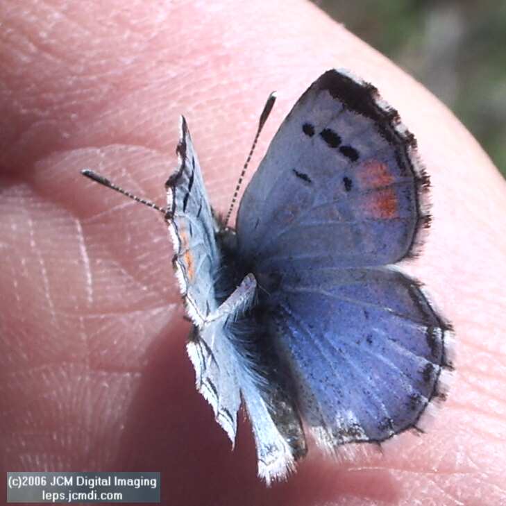 Philotes sonorensis (Sonoran Blue) butterfly life cycle image