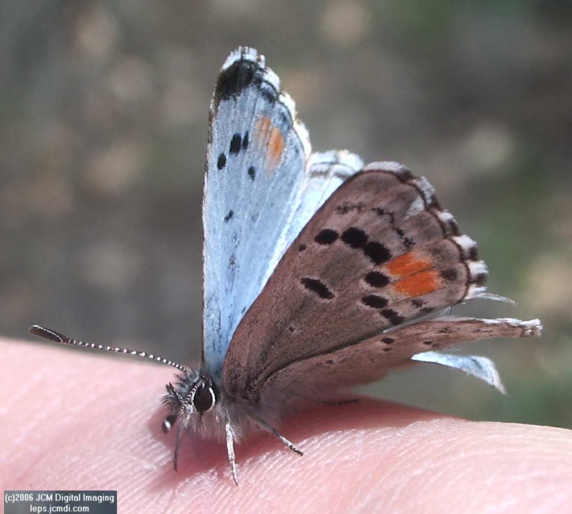 Philotes sonorensis (Sonoran Blue) butterfly life cycle image