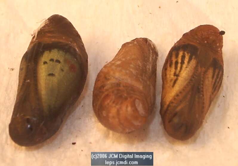 Philotes sonorensis (Sonoran Blue) life cycle images from jcmdi.com
