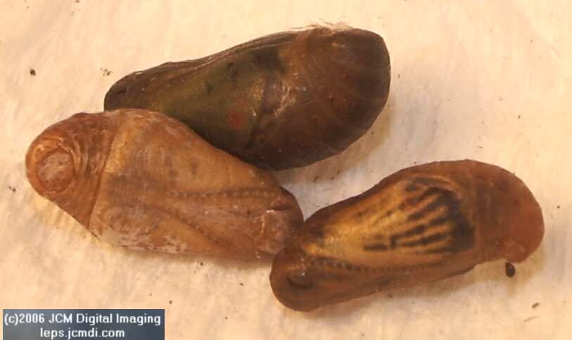 Philotes sonorensis (Sonoran Blue) life cycle images from jcmdi.com