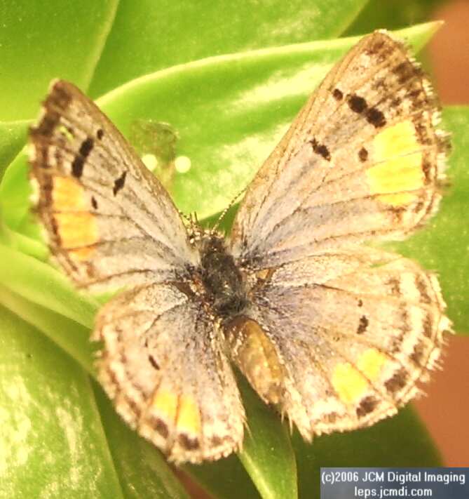 Philotes sonorensis (Sonoran Blue) butterfly life cycle image
