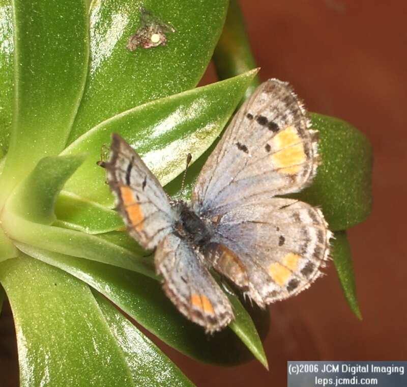 Philotes sonorensis (Sonoran Blue) butterfly life cycle image