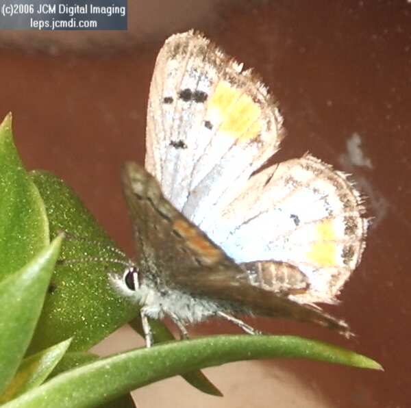 Philotes sonorensis (Sonoran Blue) butterfly life cycle image