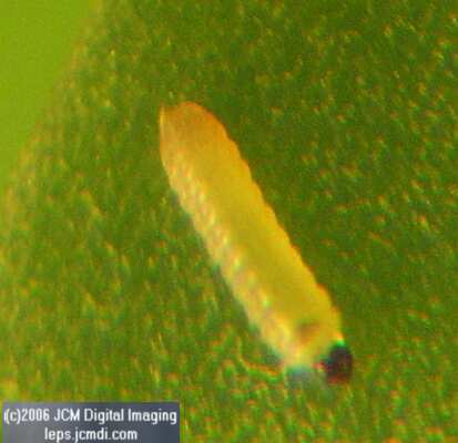 Philotes sonorensis (Sonoran Blue) life cycle images from jcmdi.com