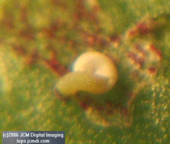 Philotes sonorensis (Sonoran Blue) life cycle images from jcmdi.com