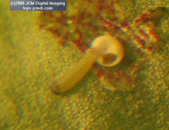 Philotes sonorensis (Sonoran Blue) life cycle images from jcmdi.com