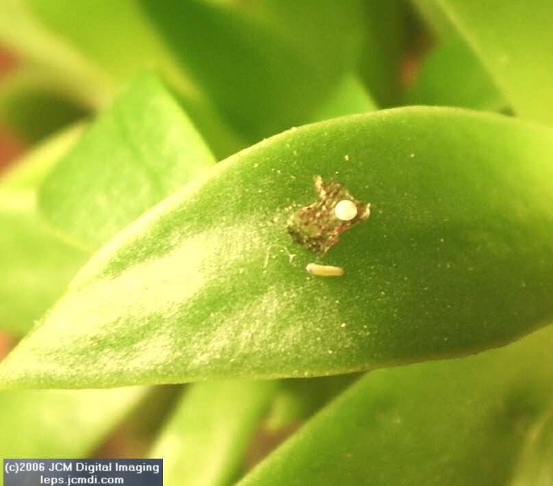 Philotes sonorensis (Sonoran Blue) life cycle images from jcmdi.com