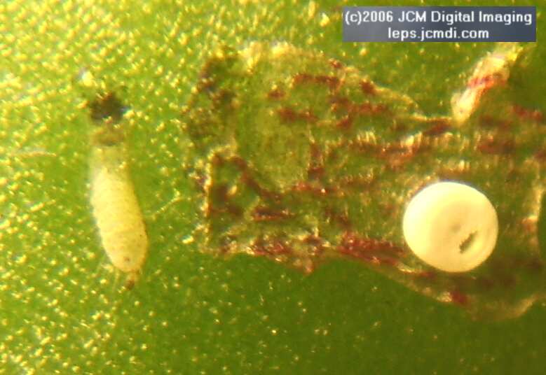 Philotes sonorensis (Sonoran Blue) life cycle images from jcmdi.com